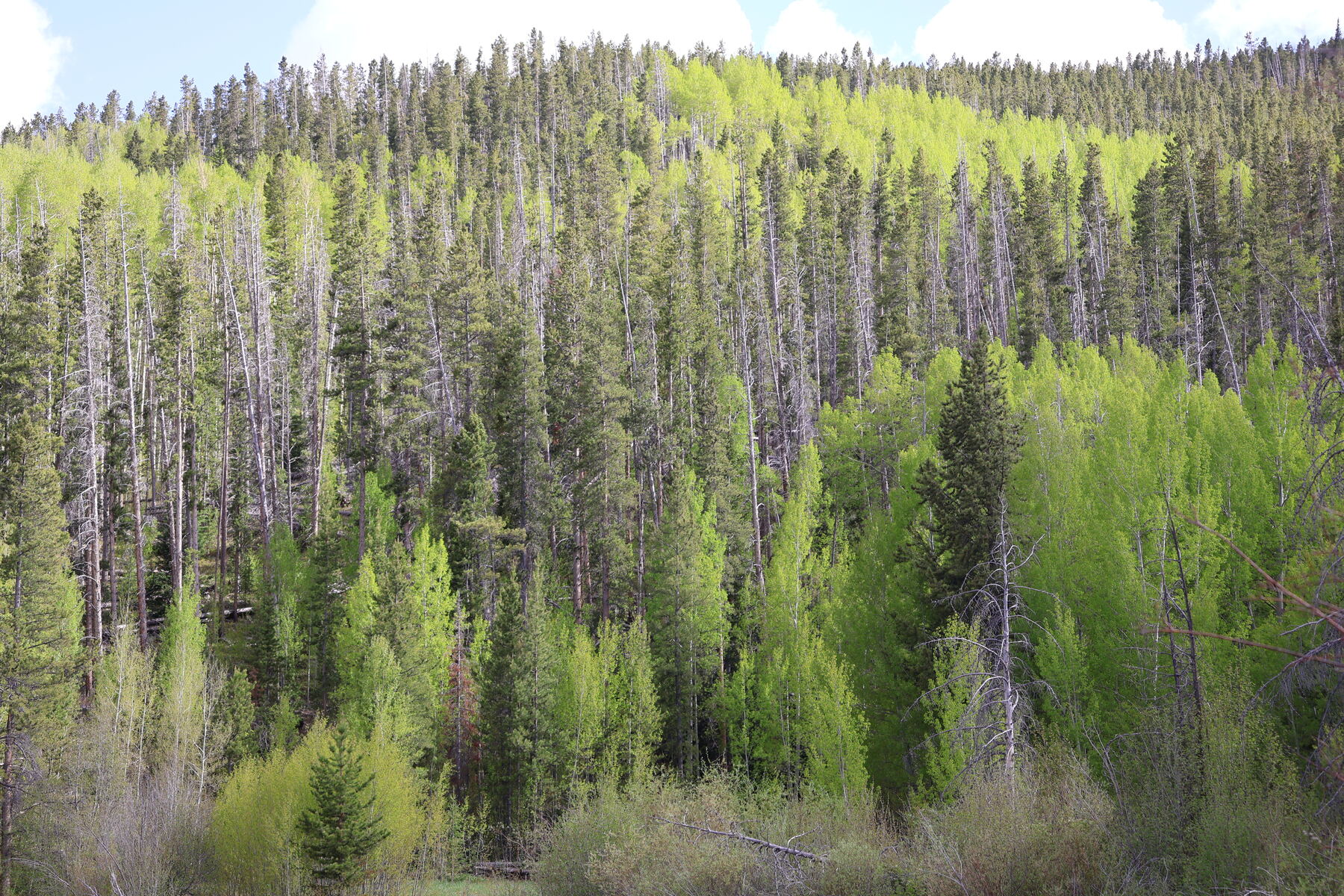 Spring aspens lighting up a dark pine hillside