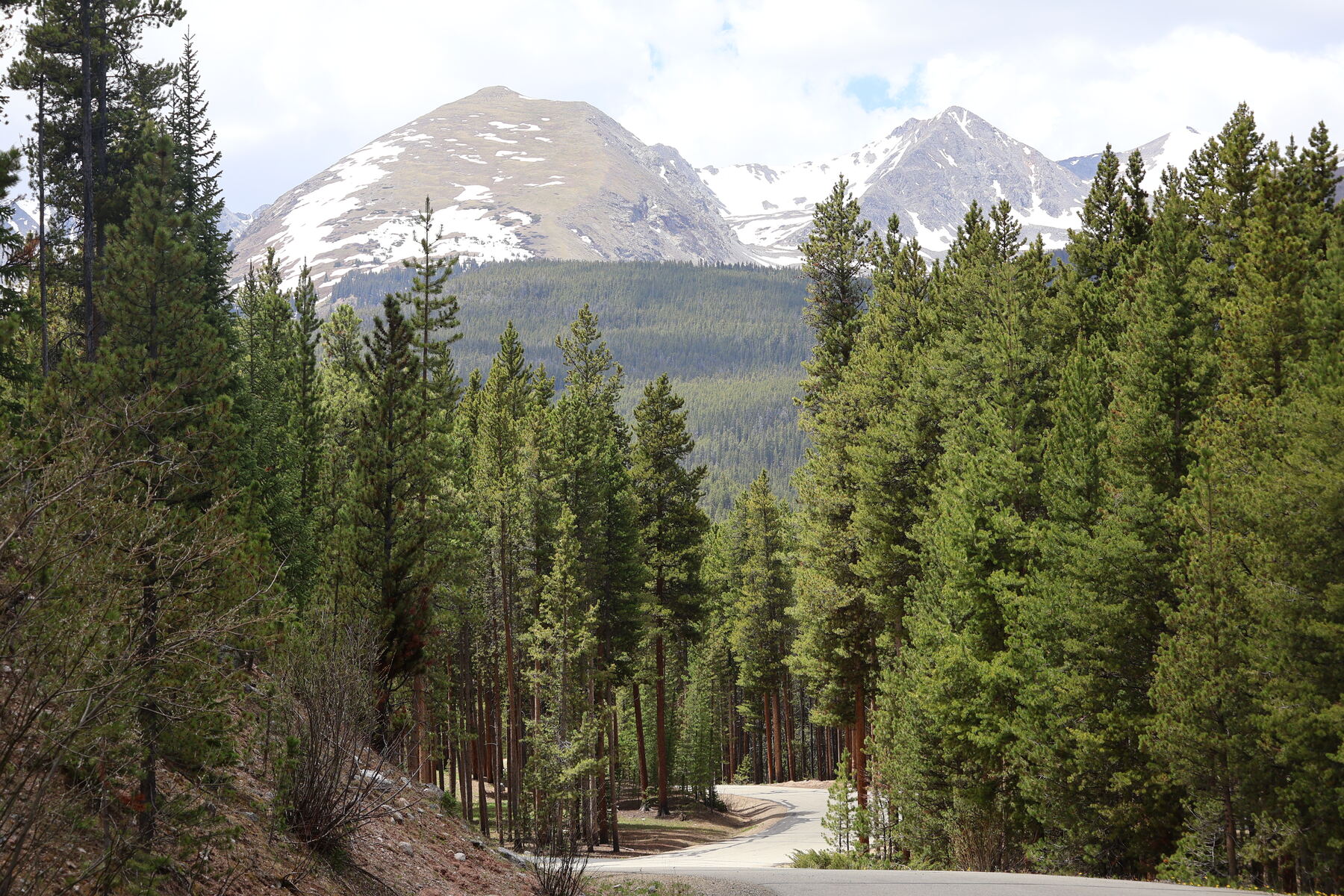 A road curving through pines toward snow-streaked mountain peaks