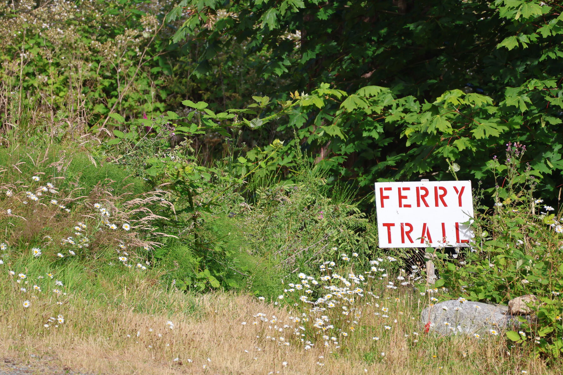 Hand-painted FERRY TRAIL sign half swallowed by daisies and brush — print