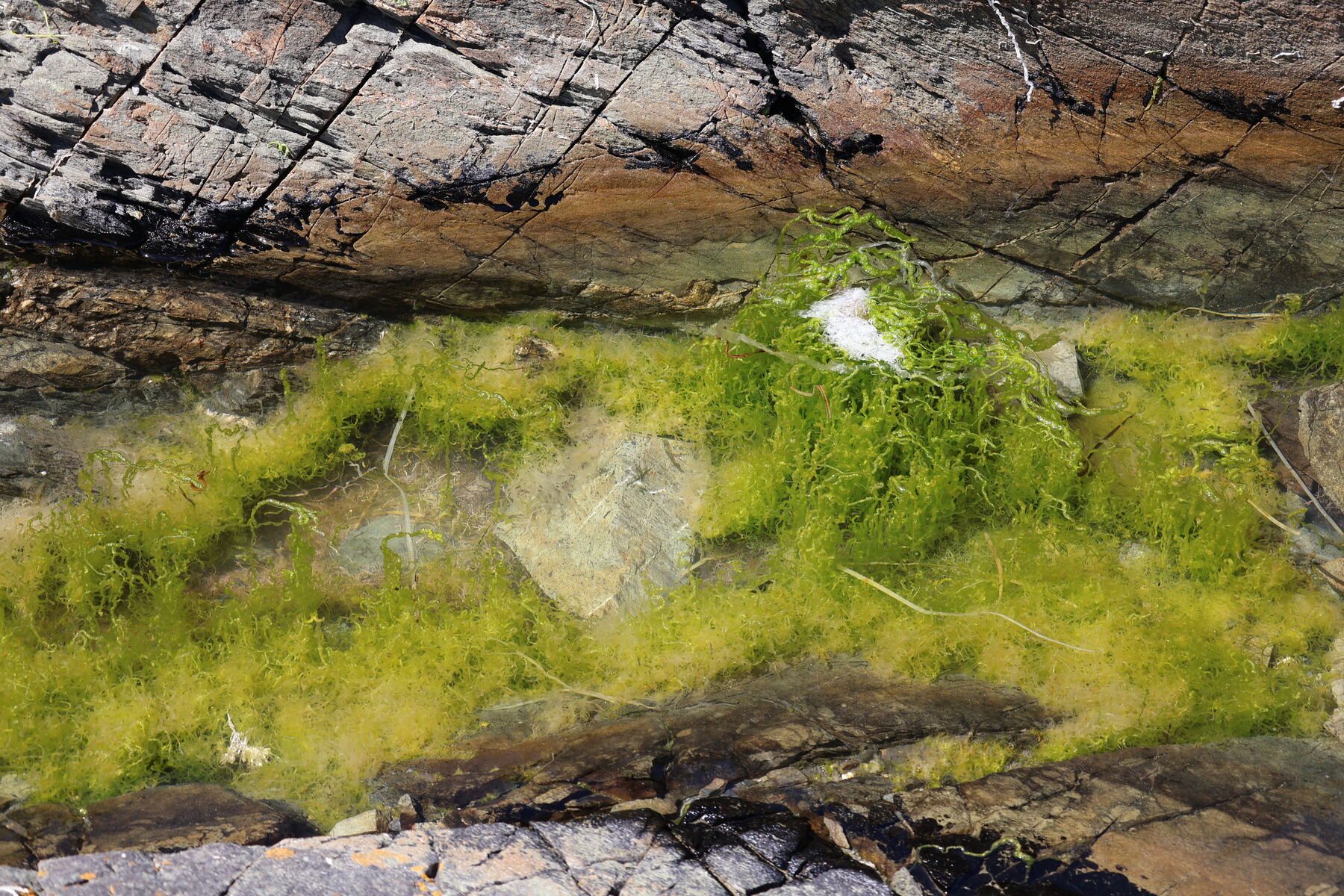 Bright green seaweed filling a tide pool channel between rocks