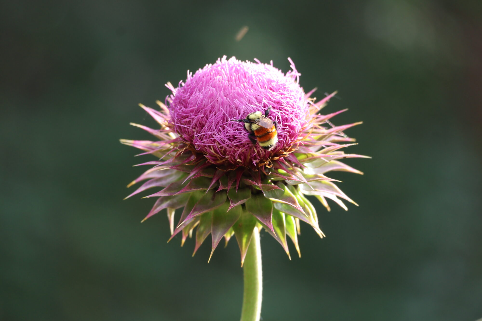 A bumblebee on a pink musk thistle bloom — print