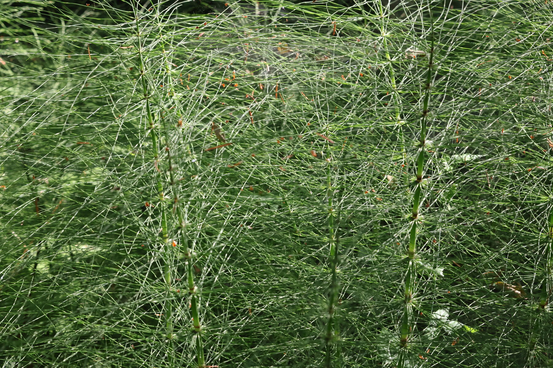 A dense thicket of horsetail stems, fine green threadwork — print