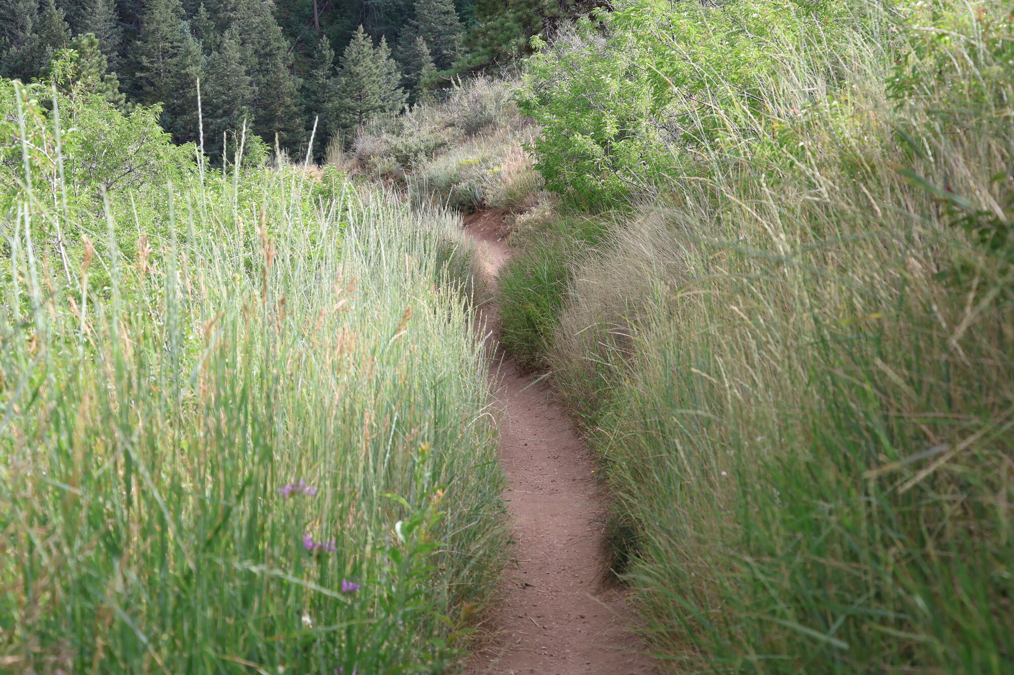 A narrow dirt trail disappearing through tall grass — print