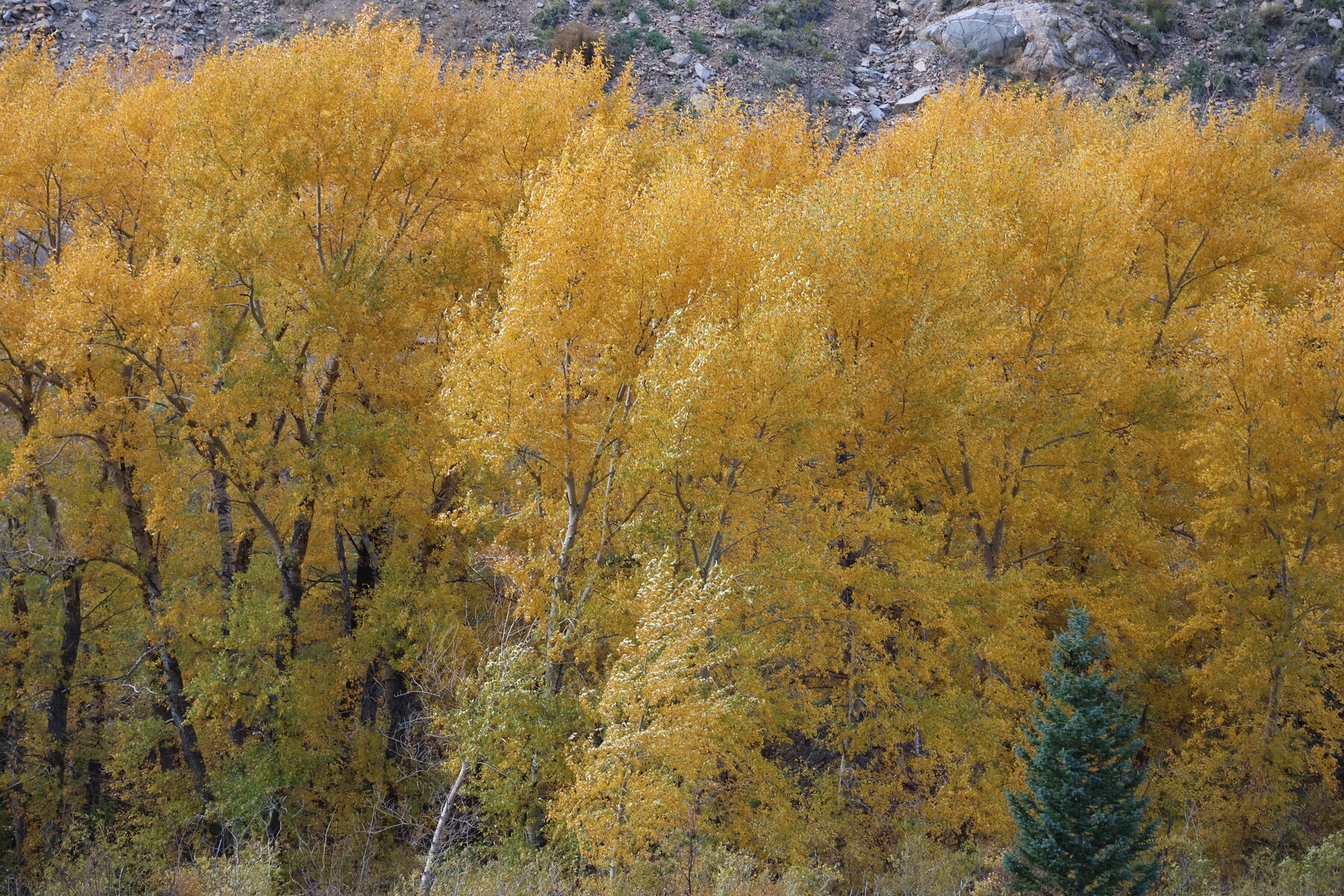 Cottonwoods in full autumn gold — print