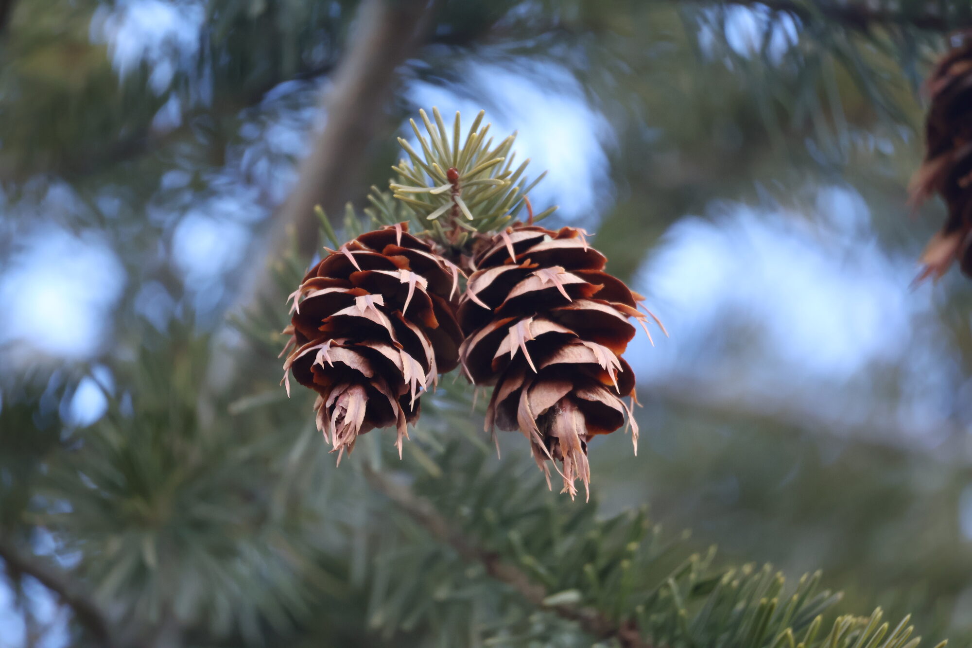 A pair of Douglas-fir cones with papery bracts catching the light