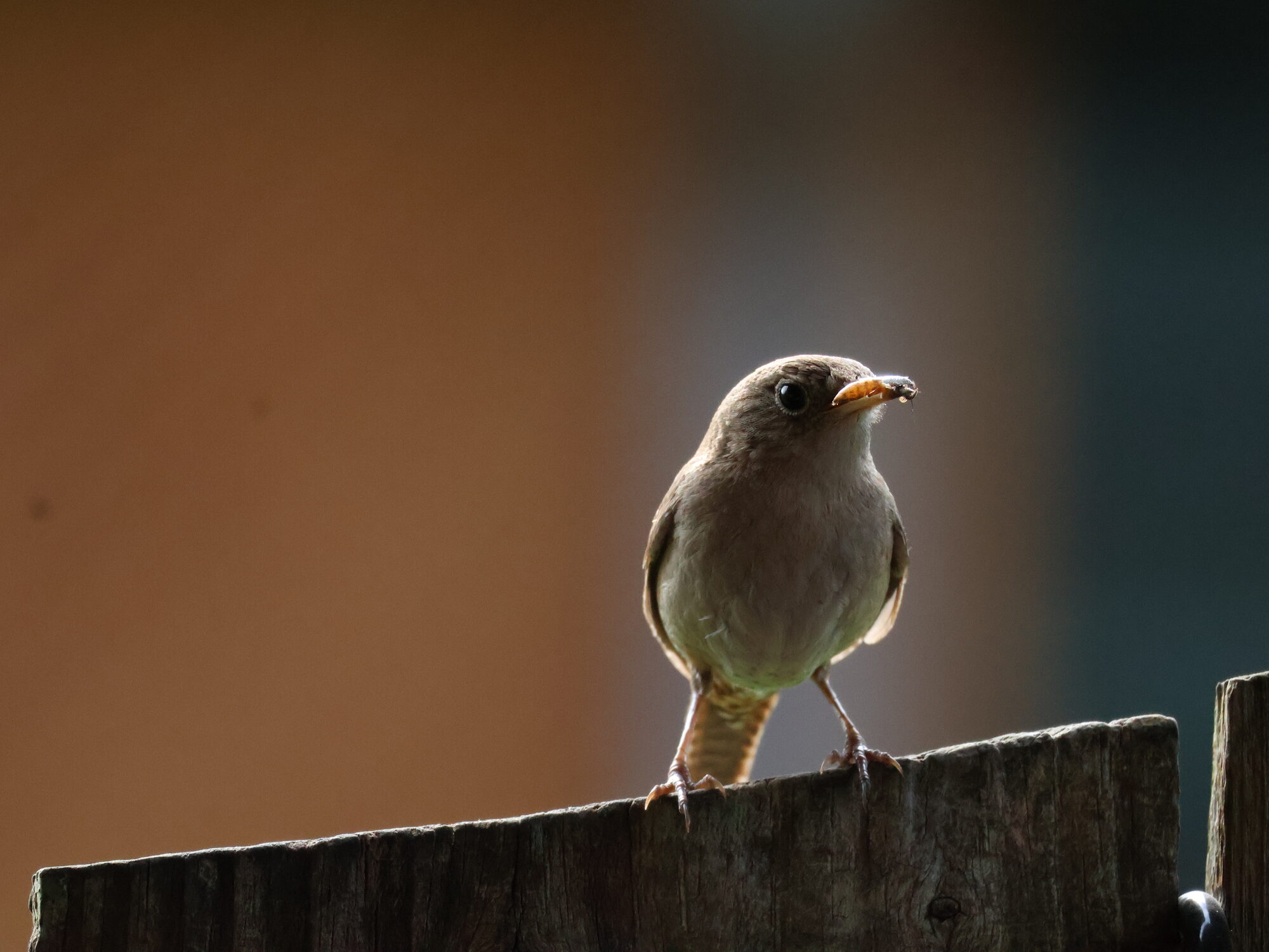 A wren perched on a weathered fence post with an insect in its beak